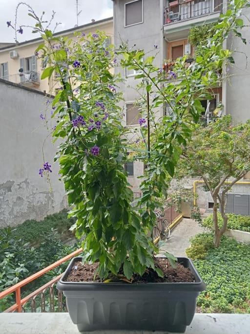 Il Grande Blu Milão Exterior foto